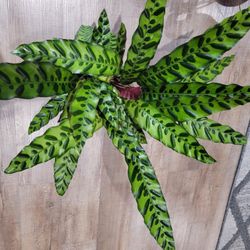 Houseplant - Calathea