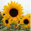 🌼 Click On My Profile 🌼