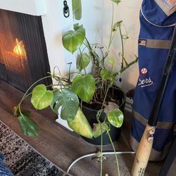 Monstera Plant Alive 