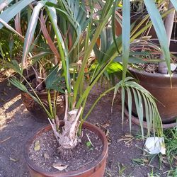 4 ft tall kentia palms in 5 gallon Bucket, The One  Pictured Is Sold.