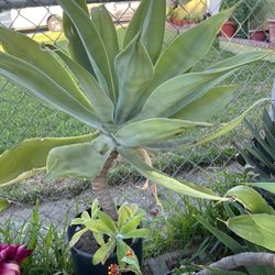 Agave..