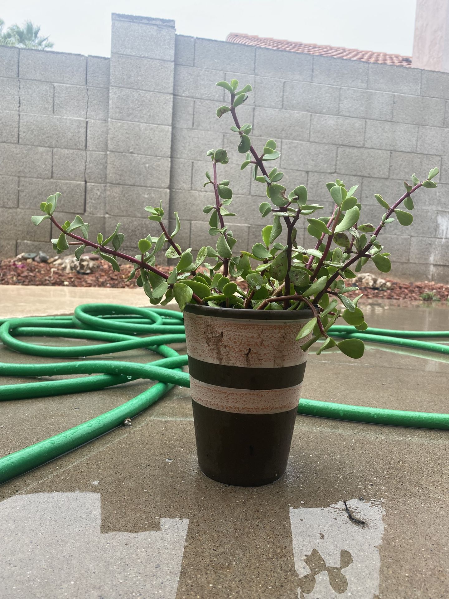 Jade Plant/ Elephant Food Succulent