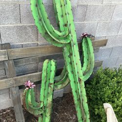 Cactus Yard Decoration