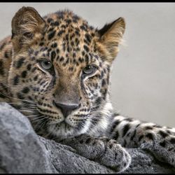 Save Big: Zoo/Safari Park Passes and Coupons