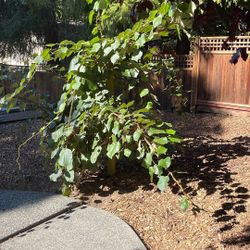 Amazing kiwi plant ( Read Below It Isn’t $1)