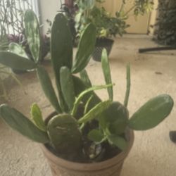 Several Cactus