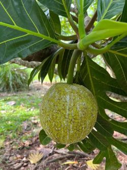 Breadfruit trees 