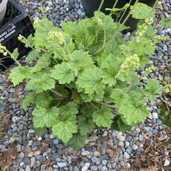 Flowering Perennial In Plastic Display Pot
