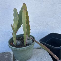 Epiphyllum Orchid Cactus Plant