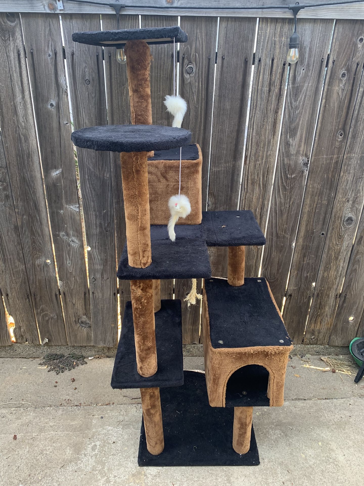 Cat Toy