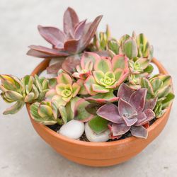 Succulent Arrangements In Pot