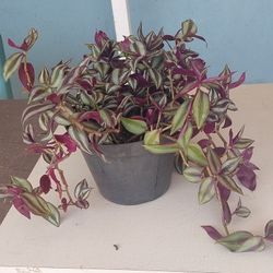 Inch Plant 