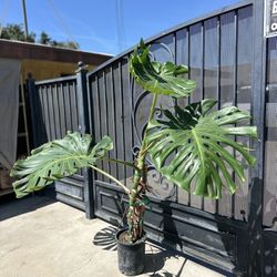 Monstera Plants 