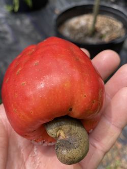 Maranõn tree Cashew tree