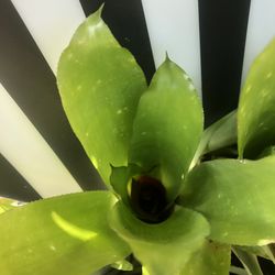 Bromeliad Billbergia (Green)