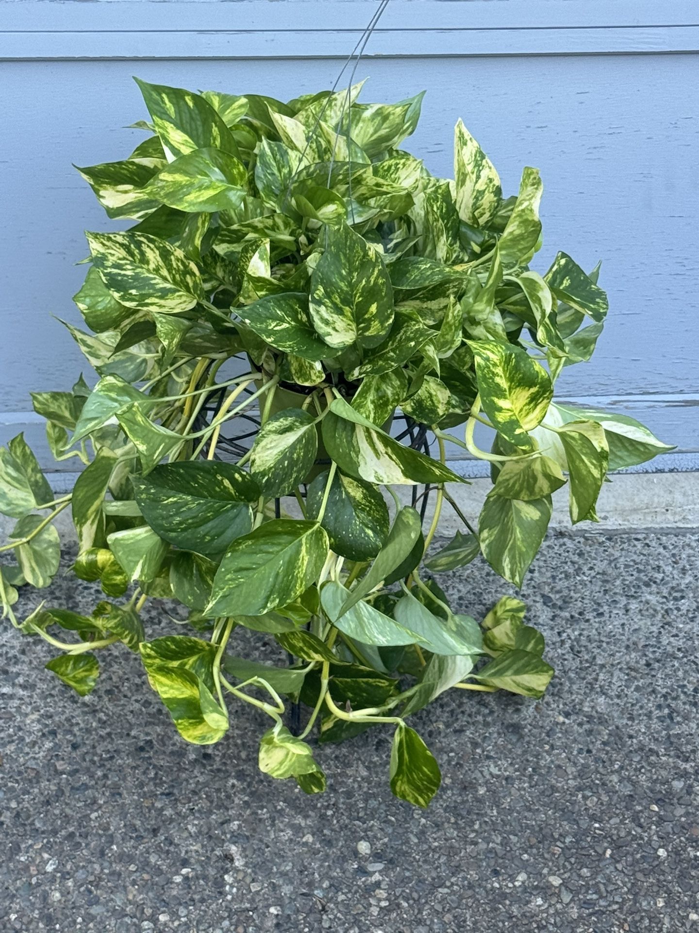 Huge Rare Patricio Golden Pothos high variegated