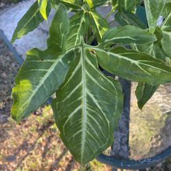 Plant Sale Arrowhead Philodendron 
