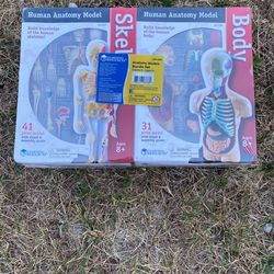 Anatomy Models Bundle Set