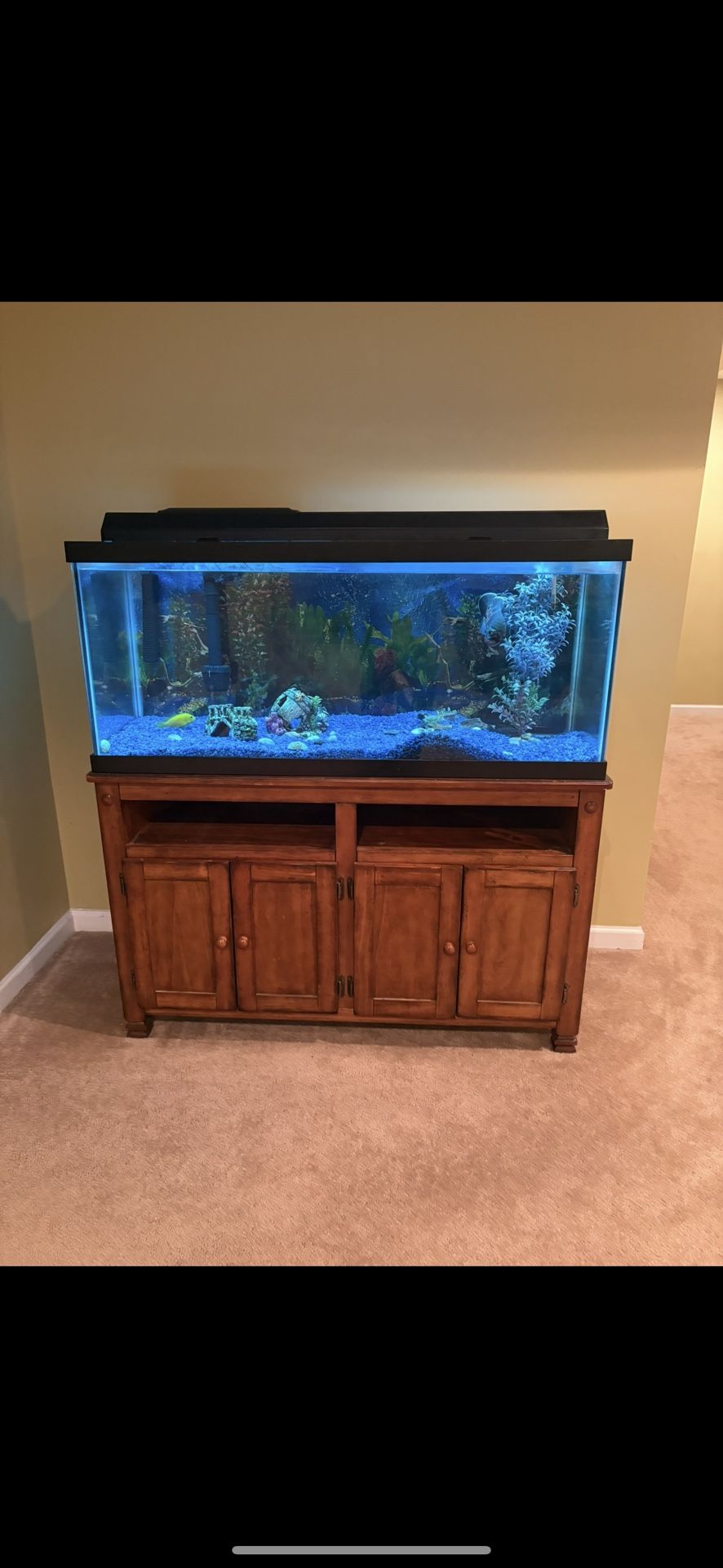 Fish Tank