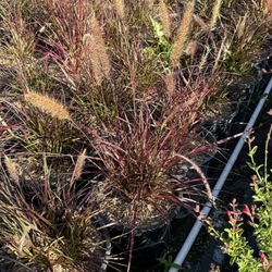 Red Fountain Grass