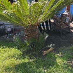 Female Sago Palm