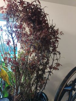 Japanese Maple trees 5 gallon