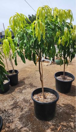 Orange sherbet mango tree for sale