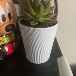 Succulent plant w white planter pot