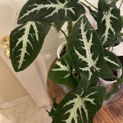 $7+ | Syngonium Wendlandii | Arrowhead Plant