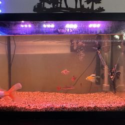 Fish Tank!!! 20 Gallons