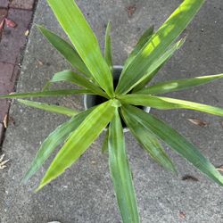Yuca Plant 