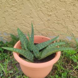 Aloe Plant