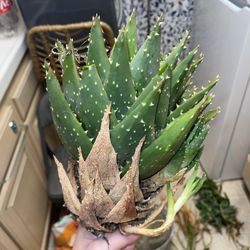 Fun Big Plant In A Planter