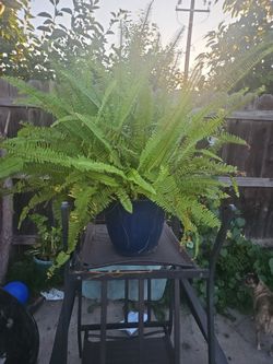 Plantas Helecho