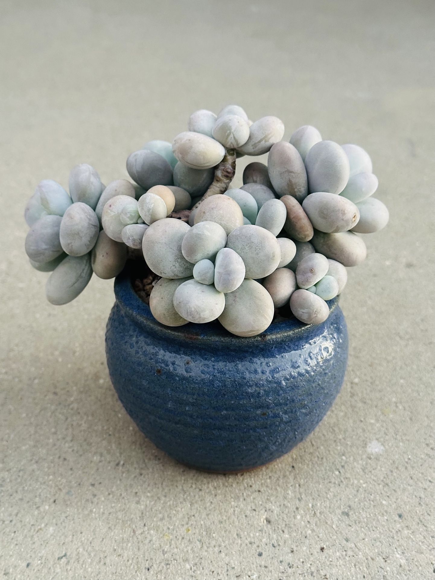 Succulents plants 🪴 