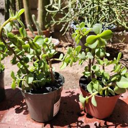 Elephant Ear Plants 