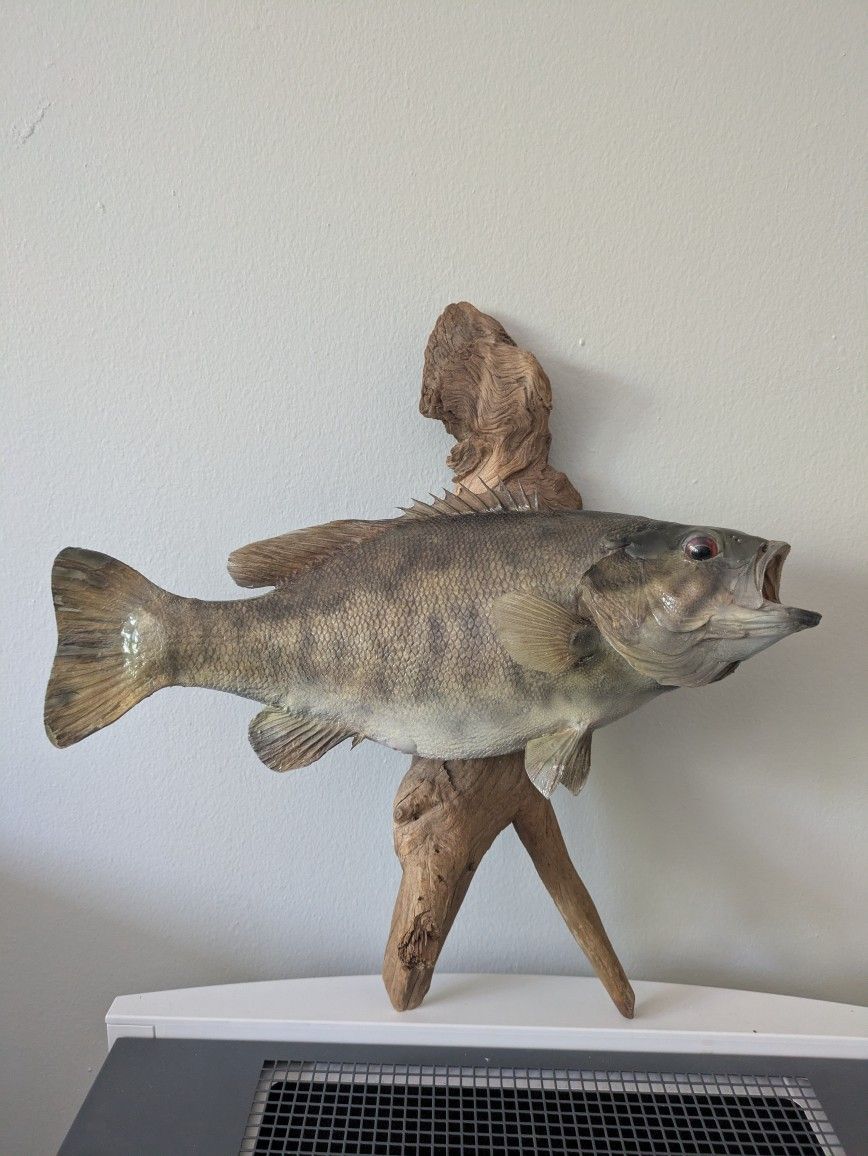 Taxidermy Small Mouth Bass