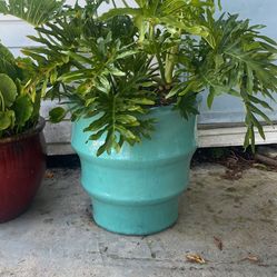 XL Planters With Plant 