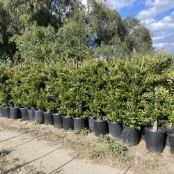 Privet Trees