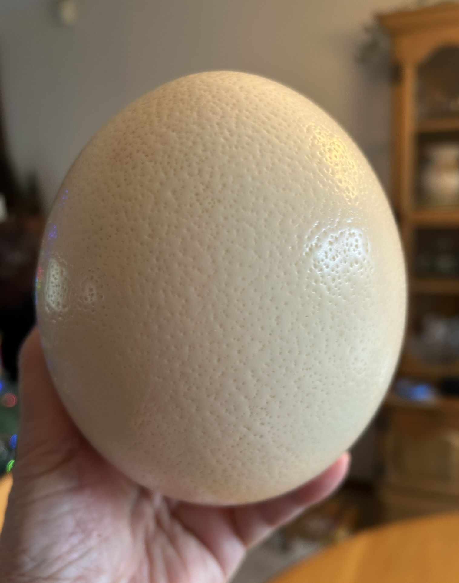 Genuine Ostrich Egg