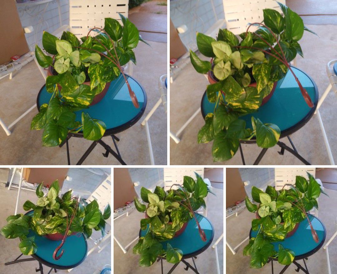 Large pothos house plant in large hanging pot