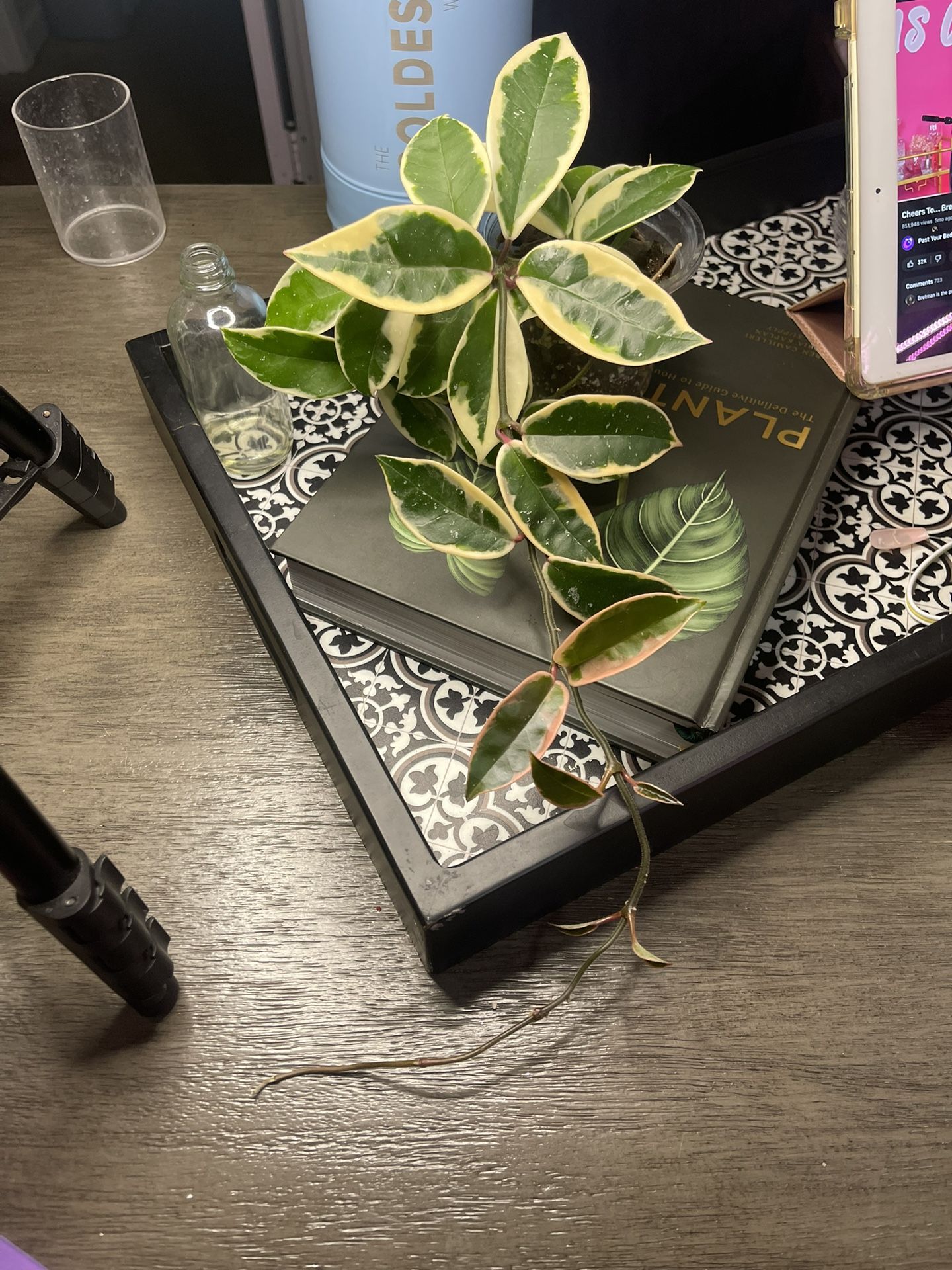 Hoya Carnosa "Krimson Queen"