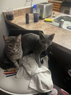 Cats