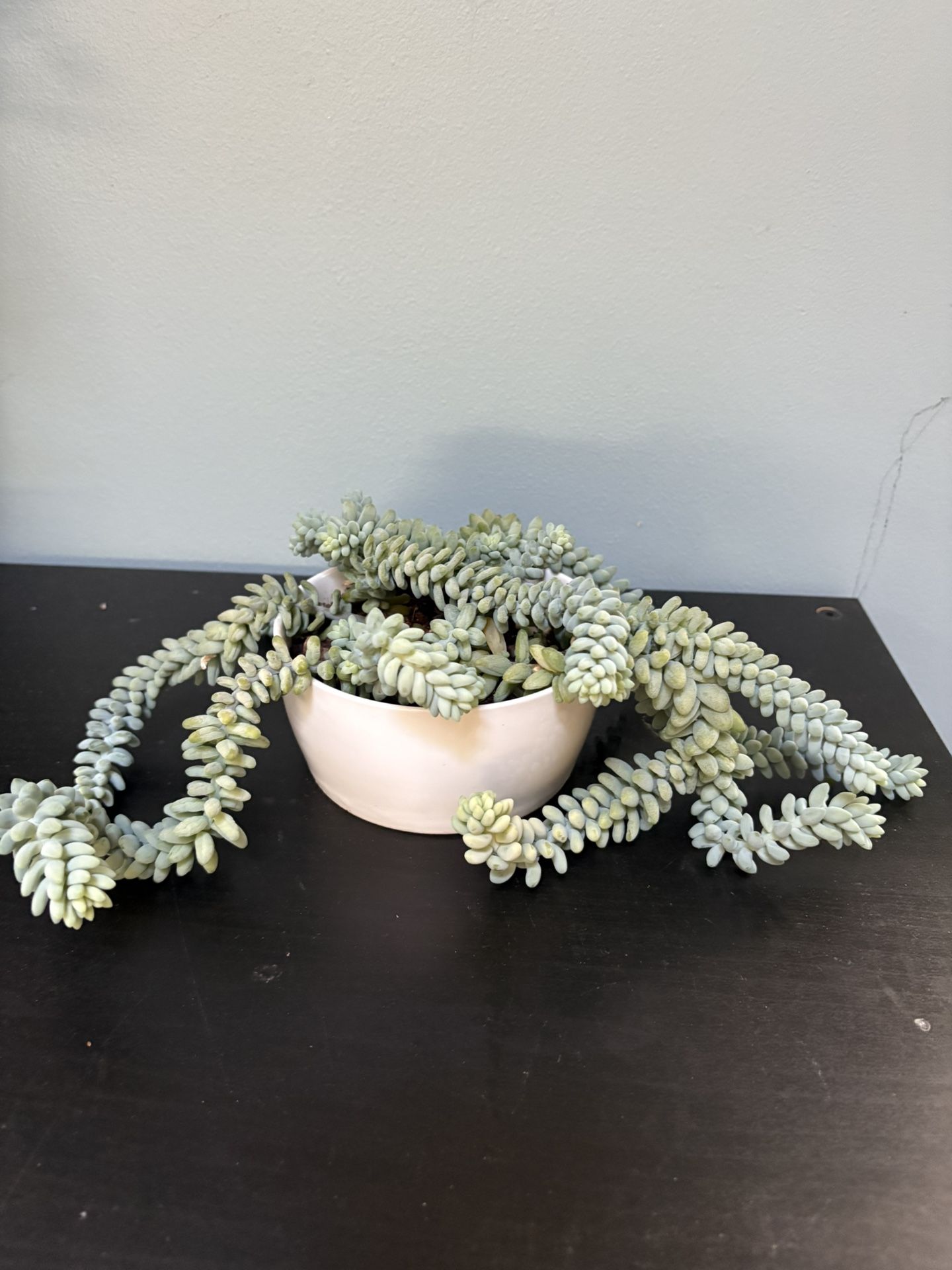 Burro’s Tail Succulent – Sedum Morganianum
