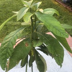 Hass Avacado Plants In 5 Gallon Pot