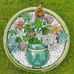 Succulent Arrangement Sample Work 