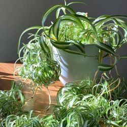 Curly Variegated Spider plant Bonnie plant/ Indoor Plant/ House Plant Flower Patio Garden  Starter