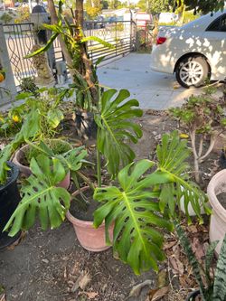 Beautiful Large Monster Swiss Cheese Plants Pot