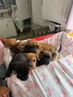 Pet box