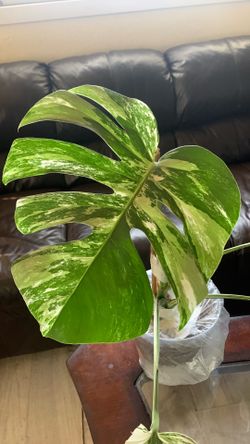 Monstera Tiger Albo